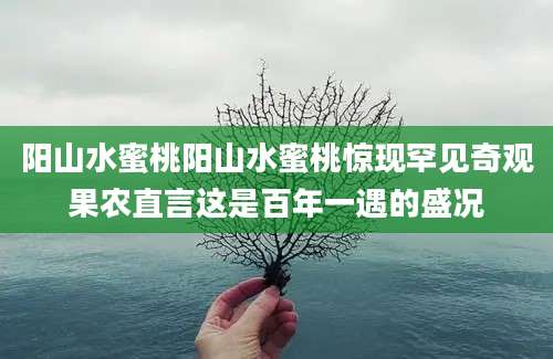 阳山水蜜桃阳山水蜜桃惊现罕见奇观果农直言这是百年一遇的盛况