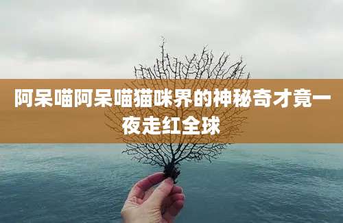 阿呆喵阿呆喵猫咪界的神秘奇才竟一夜走红全球